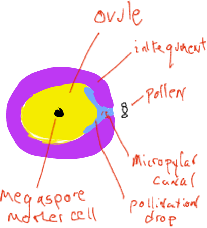 Pollen on the outside. A labeled diagram of a micropular canal and pollination drop which would let the pollen into the cell, on the outside there is an intequenent. The inside is mainly yellow free space labeled ovule, and a black dot in center labeled megapore mother cell
