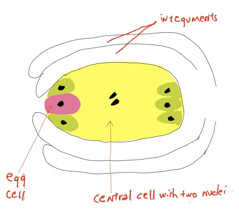embryo-sac-new-1.jpg