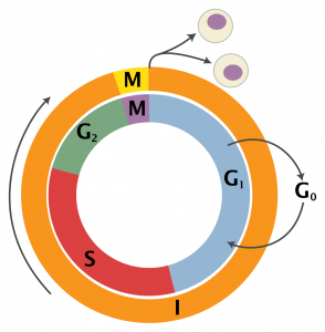 The cell cycle: the outer ring divides cellular activities into two phases, interphase and mitosis. The inner ring separates interphase into 'gap' or growth stages (G1 and G2) a synthesis (S) stage. During interphase a cell must acquire materials and synthesize molecules to be partitioned between the two daughter cells.