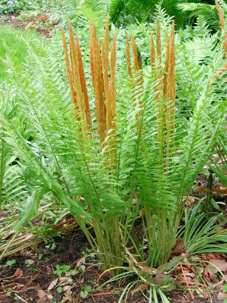 Cinnamon colored fronds grow, the rest of the plant has green leaves