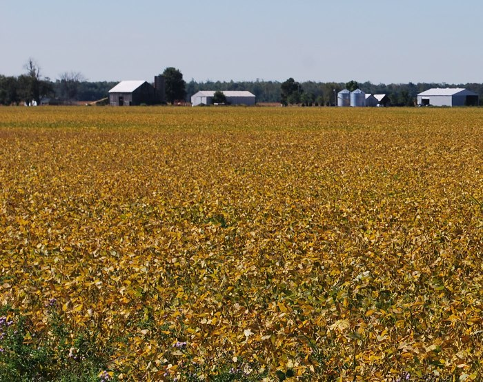 Soybean field, there are many yellow leaves that block any view of the ground