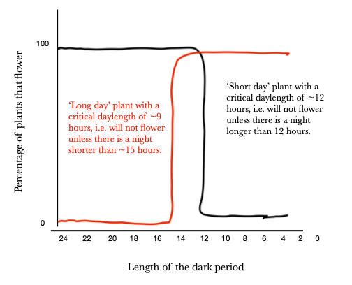 Gráfica X-longitud del periodo oscuro Y-porcentaje de plantas que florecen. Las plantas de día largo no florecen en absoluto, y luego si la noche es inferior a 15 horas suben al 100%. Lo inverso es cierto para plantas de día corto