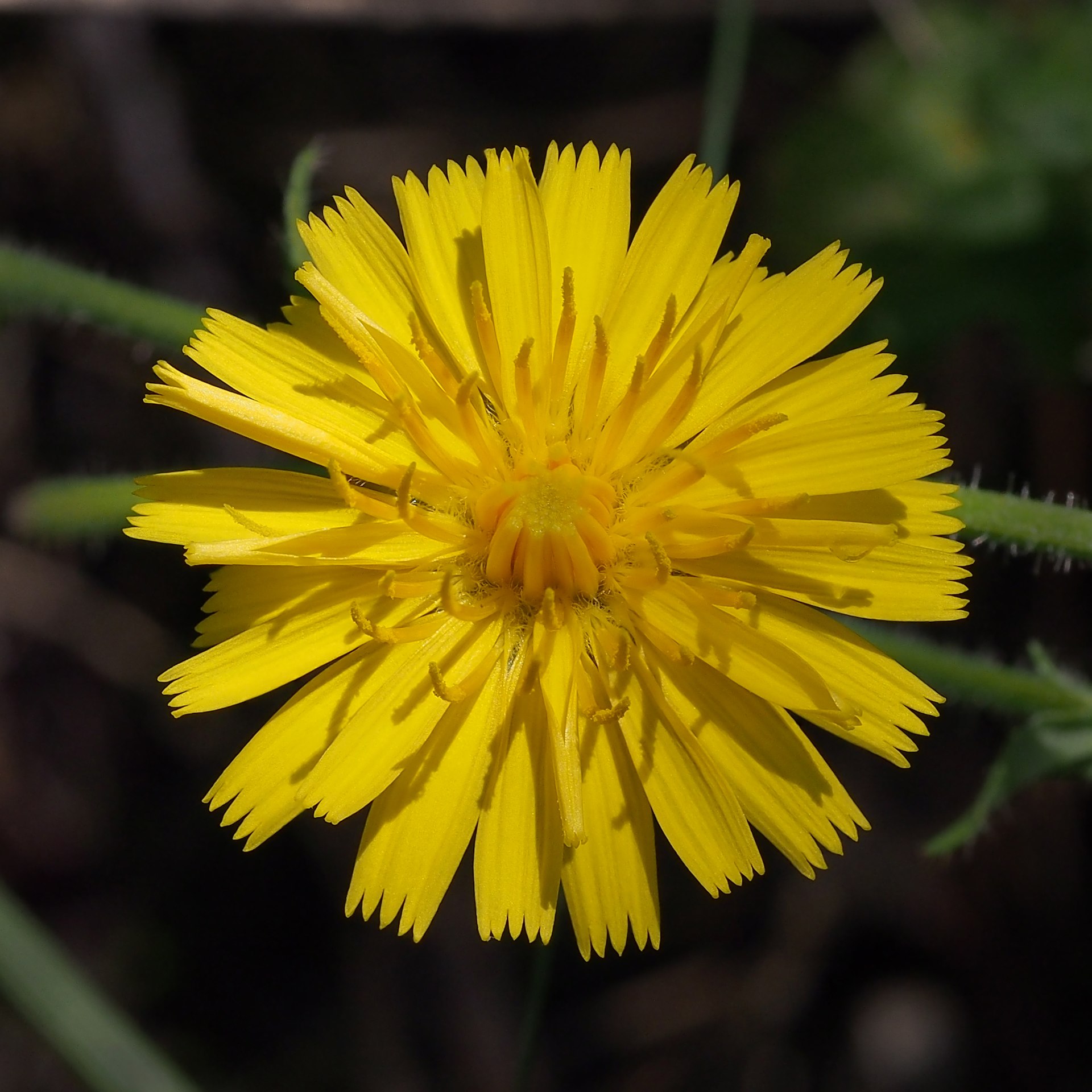 A close up of a yellow flower, with thin and long petals that end in several indents at their edges