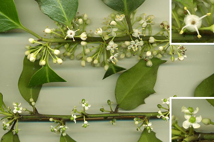 Holly plants, long stems with rich green leaves growing off of it every couple of inches, there is also a close up on the small four petal white flowers, and flowers with four stamen