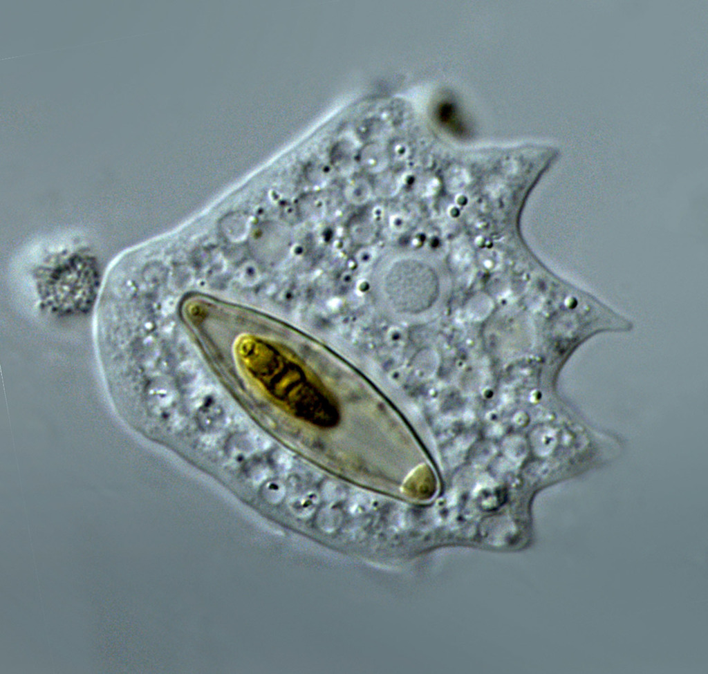 A translucent miscroscopy of an amoebas, which is translucent, engulfing a semi-translucent yellow diatom, which is smaller and more tightly shaped