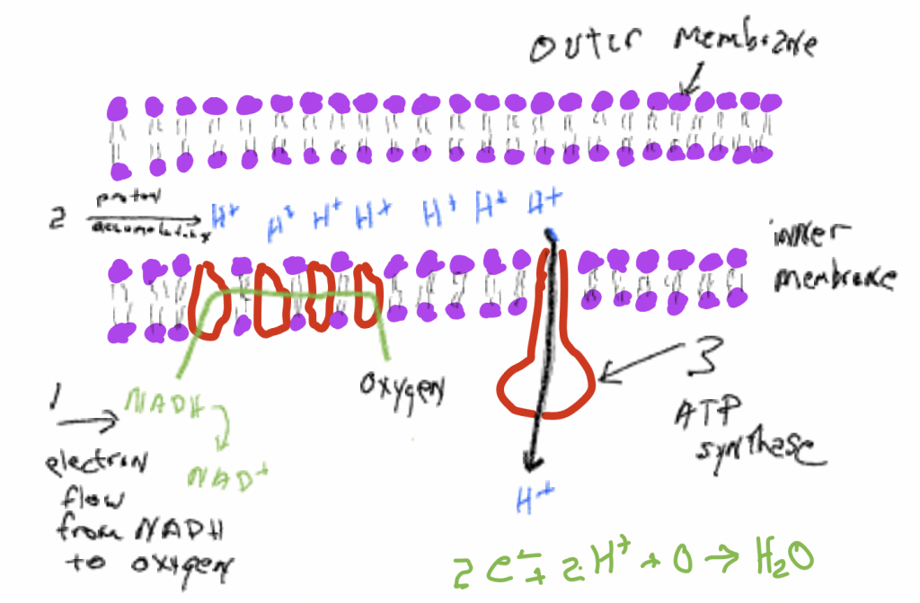 Oxidative phosphorylation of the outer membrance letting oxygen in