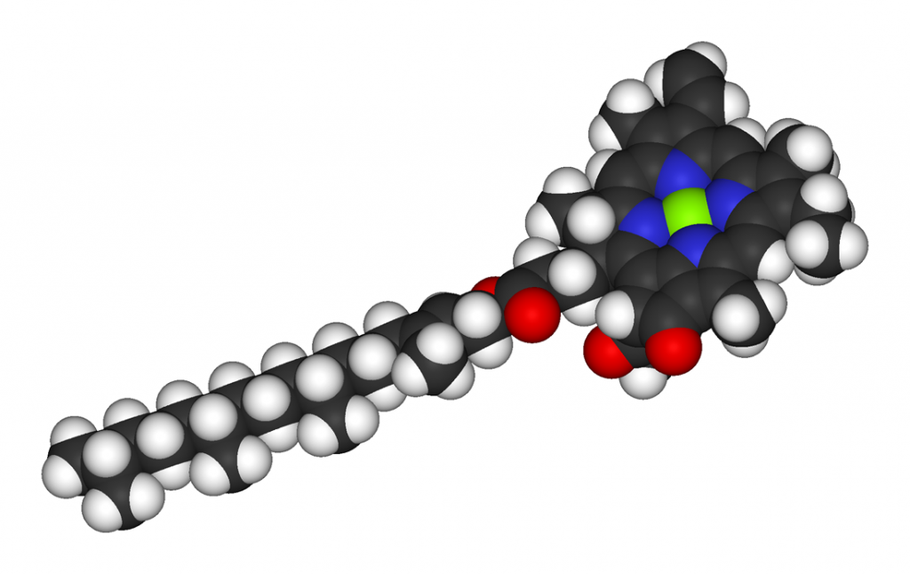 A space filling model of chlorophyll which is a thin black cylinder with white bumps and a big circle on the end: white = hydrogen, black = carbon, red = oxygen, blue= nitrogen, green = magnesium. The abundance of carbon and hydrogen and the scarcity of oxygen makes this molecule prefer to be in membranes