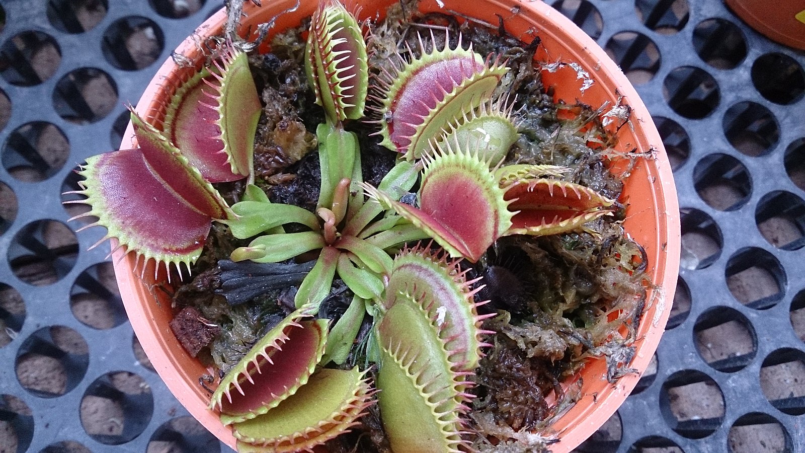 Venus fly trap with many heads in a red pot viewed from above