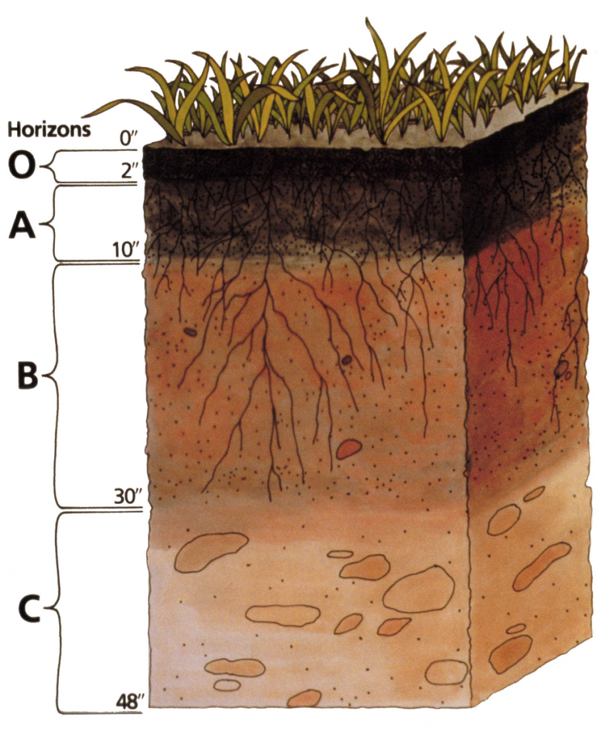 a graphic of the profile of soil. Different "horizons" are labelled: 0"-2" is O, 2"-10" is A, 10"-30" is B, and 30"-48" is C.