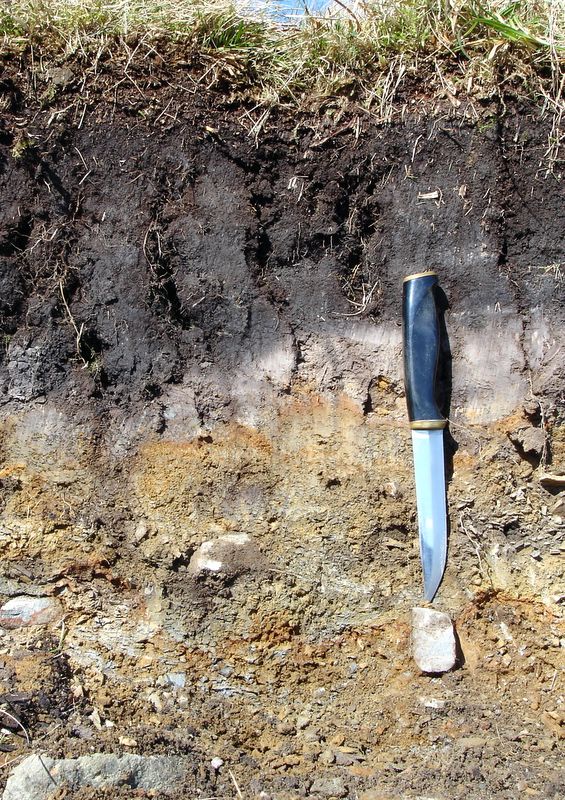 The picture is of a stagnopodzol in upland Wales, and shows the typical sequence of organic topsoil with leached grey-white subsoil with iron-rich horizon below. The example has two weak ironpans.
