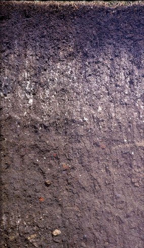 sección transversal del suelo que muestra suelo oscuro en la parte superior, luego suelo moteado blanco y luego suelo marrón más rocoso.