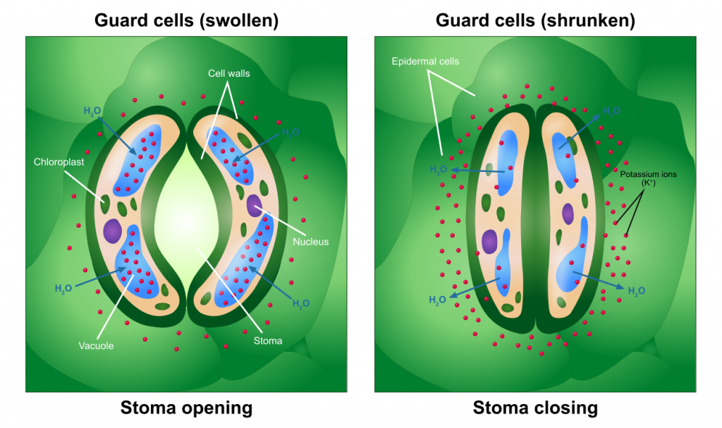 Opening and Closing of Stoma. As K+ levels increase in the guard cells, the water potential of the guard cells drops, and water enters the guard cells