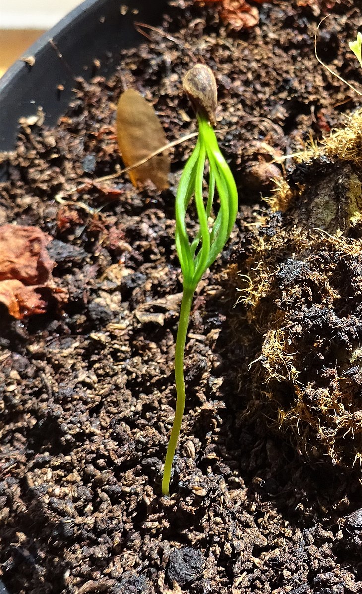 A small seedling in a pot. Seed testa is being slowly released