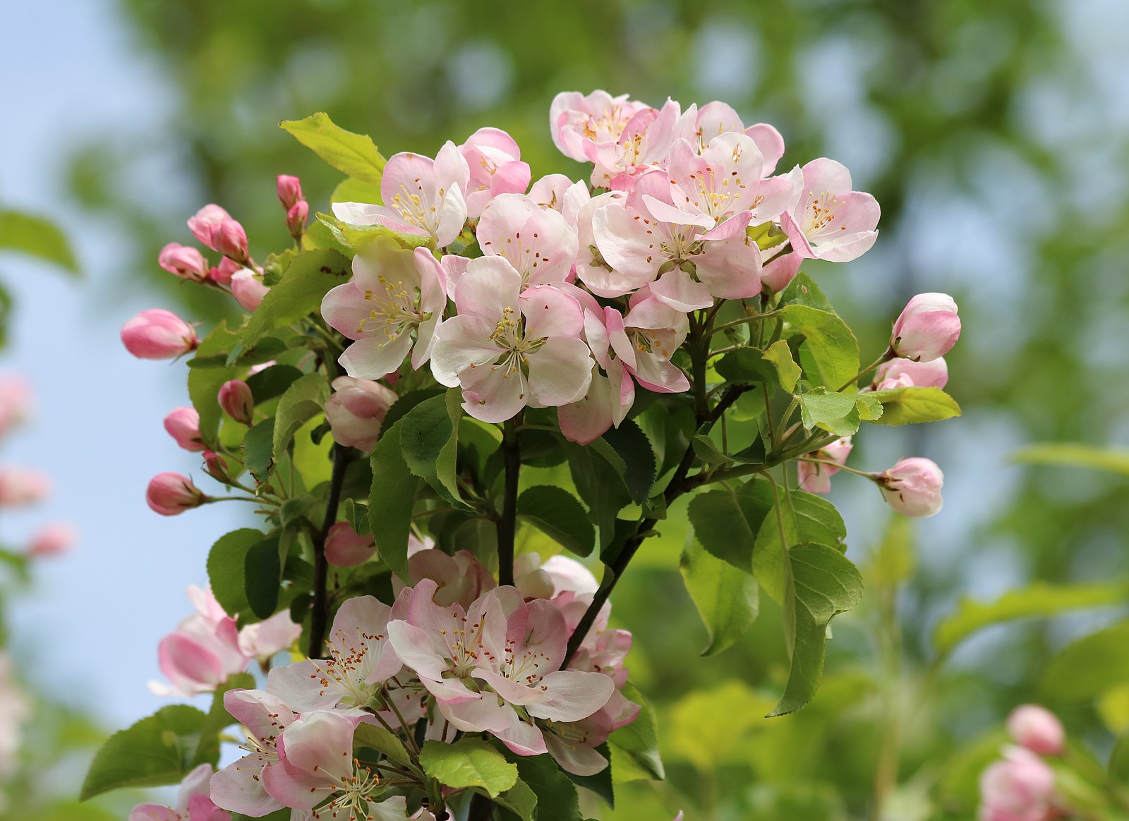 pink apple blossoms in various stages of blooming