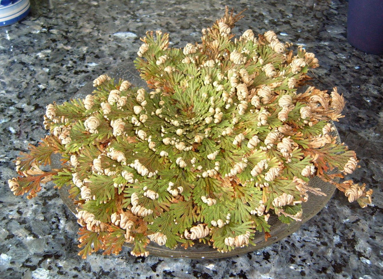 Зелений і зволожений пустельний клубний мох, краї листя трохи коричневі