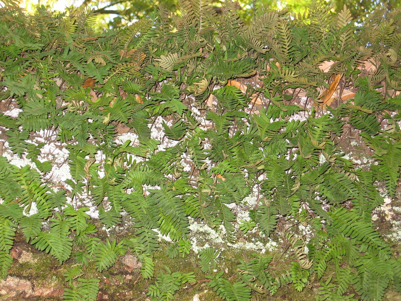 Foto de helechos Pleopeltis polypodioides en estado húmedo
