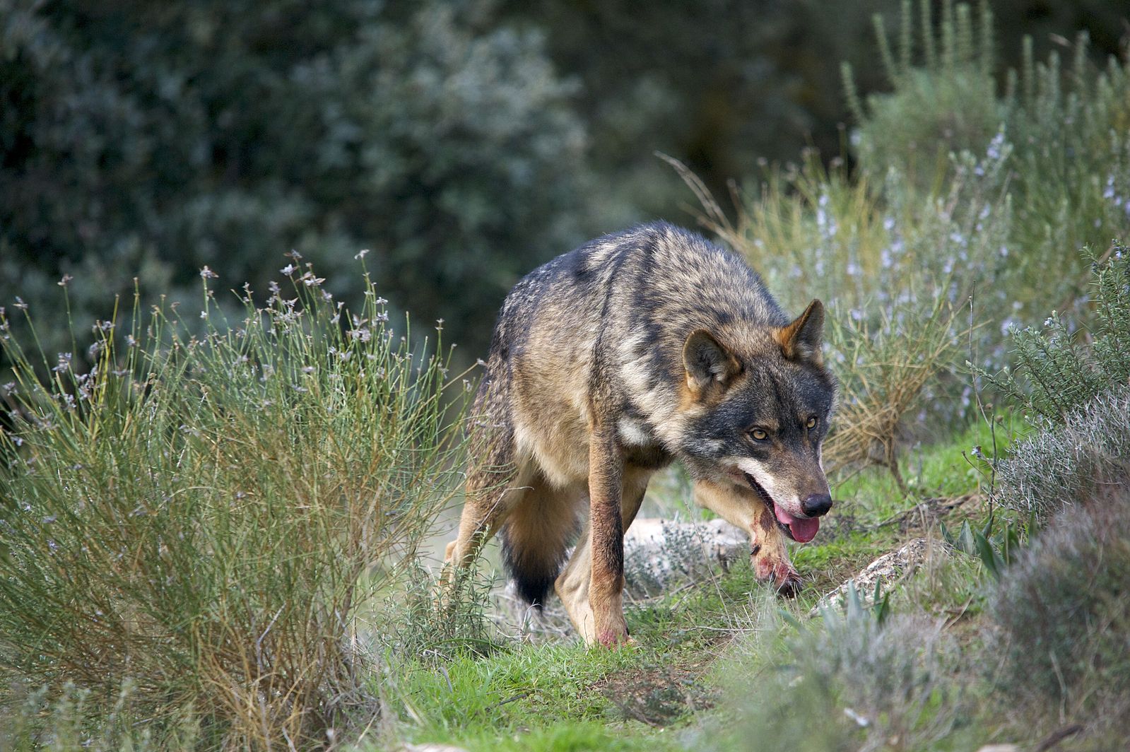 Iberian Wolf (Canis lupus signatus) alpha male in perfect "big bad wolf" pose - head down, eyes fixed, mouth open, forelegs stained with blood.