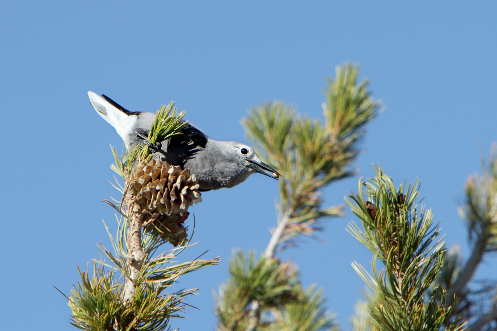 Clark nutcracker bird perched on the branch of a tree with a pinecone on it