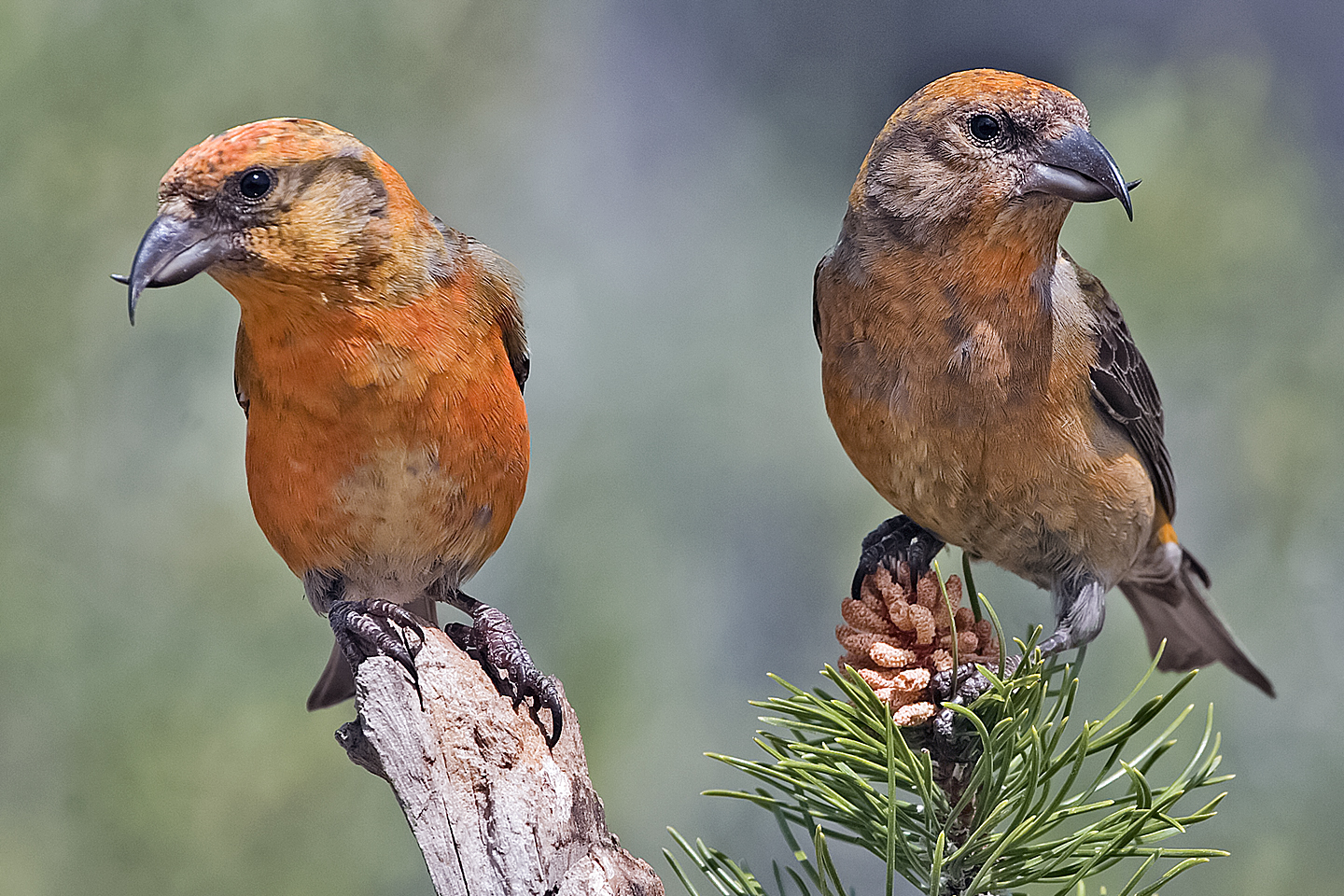 two red crossbills on a pine branch
