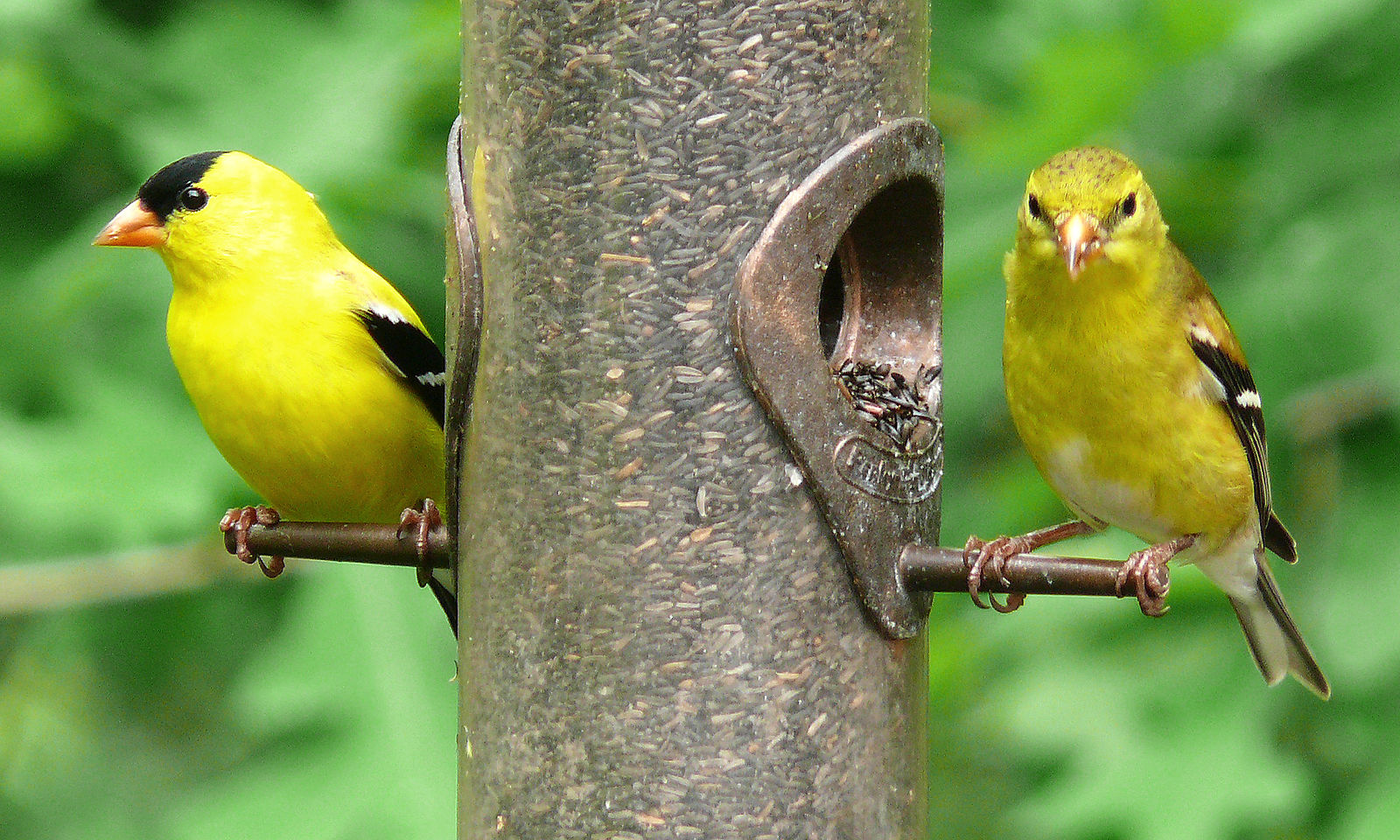 Male (left) and female (right) American Goldfinches (Carduelis tristis) at a thistle feeder.