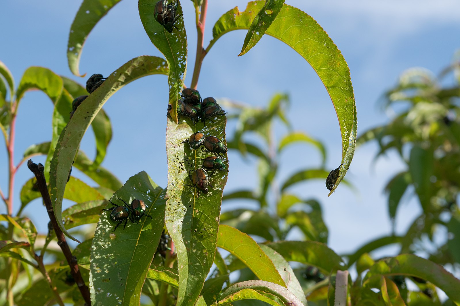 Un grupo de escarabajos japoneses adultos que se alimentan de un melocotonero en Noblesville, Indiana
