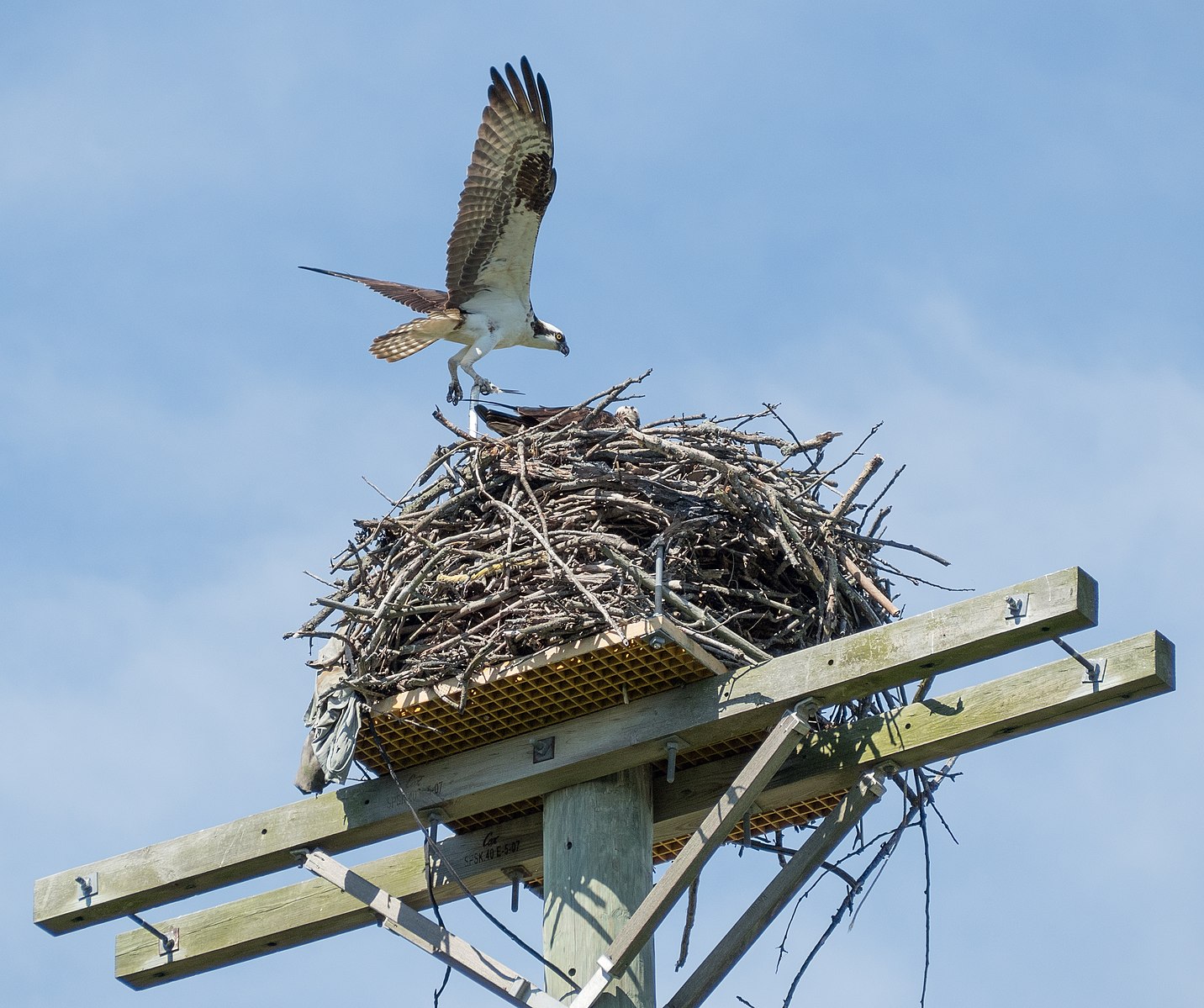 Pájaro construyendo su siguiente en un blanco de madera con palos