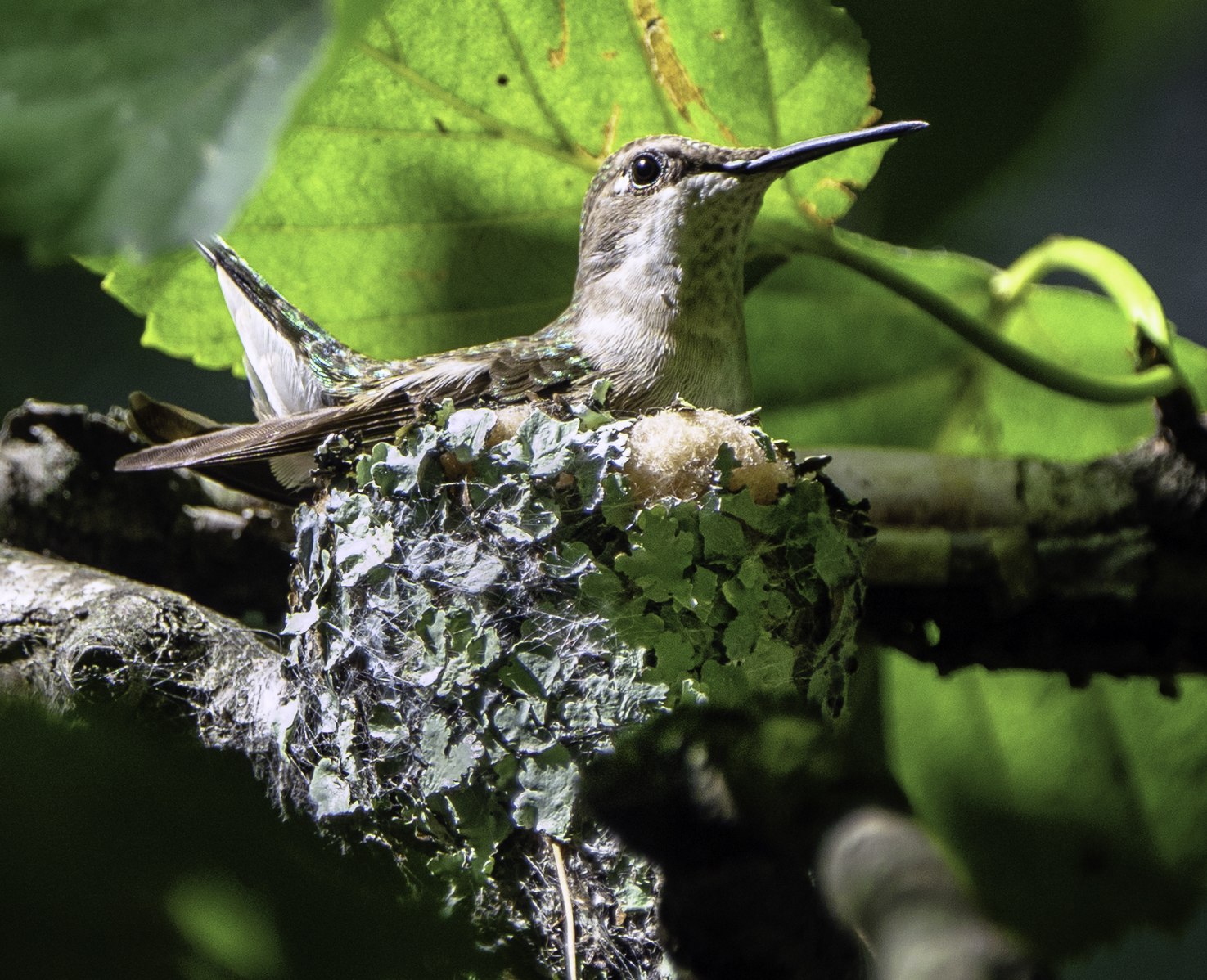 Un colibrí garganta rubí hembra en proceso de construcción de nidos