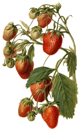 Parker Earle (strawberry) watercolor drawn in 1890 by Deborah Griscom Passmore