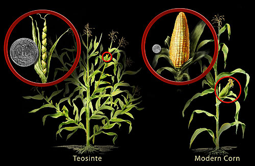 A large, wild grass called Balsas teosinte was identified as the ancestor of maize. The suppression of branching from the stalk resulted in a lower number of ears per plant but allows each ear to grow larger. The hard case around the kernel disappeared over time. Today, maize has just a few ears of corn growing on one unbranched stalk.