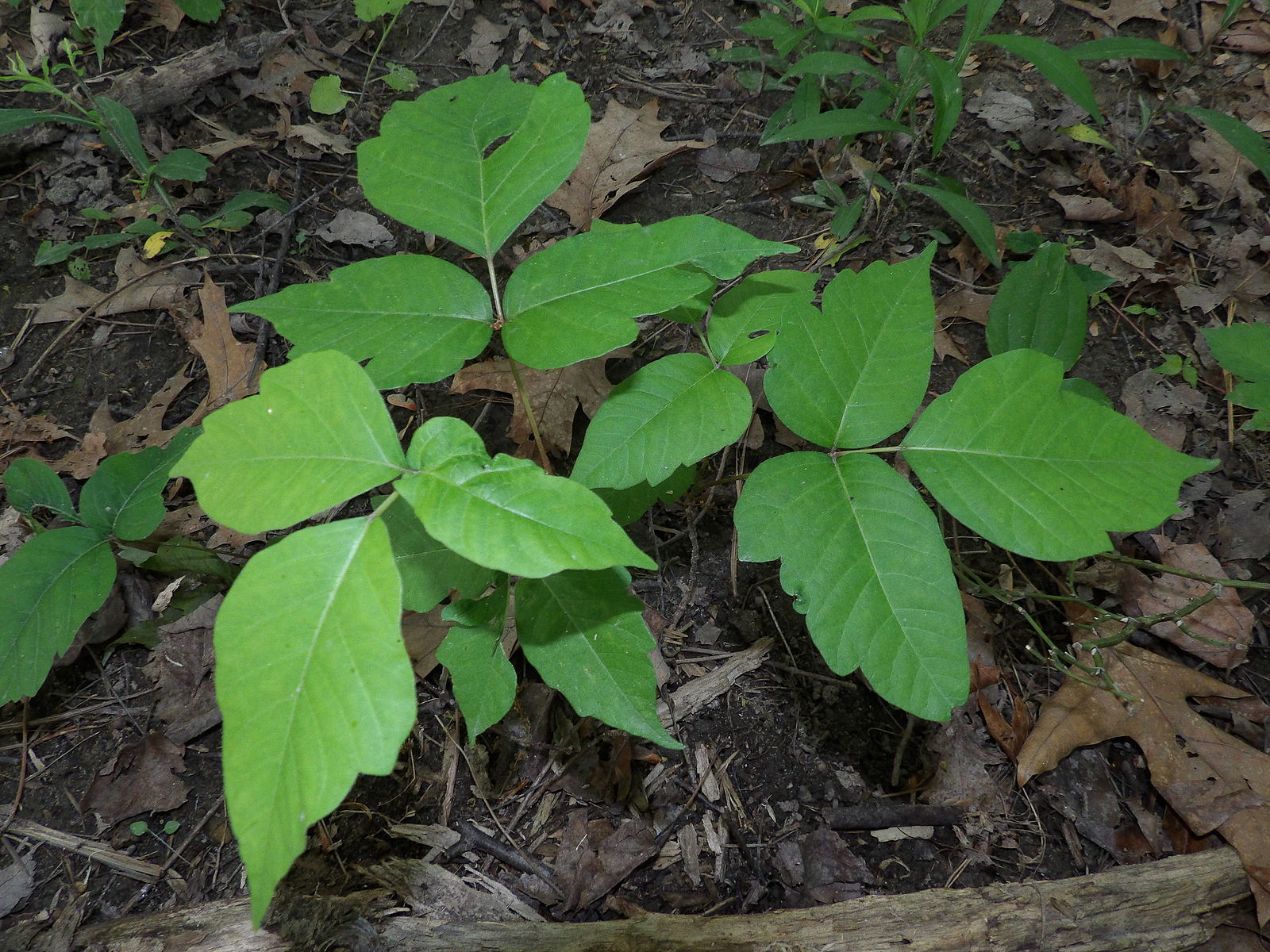 Foliage of poison ivy