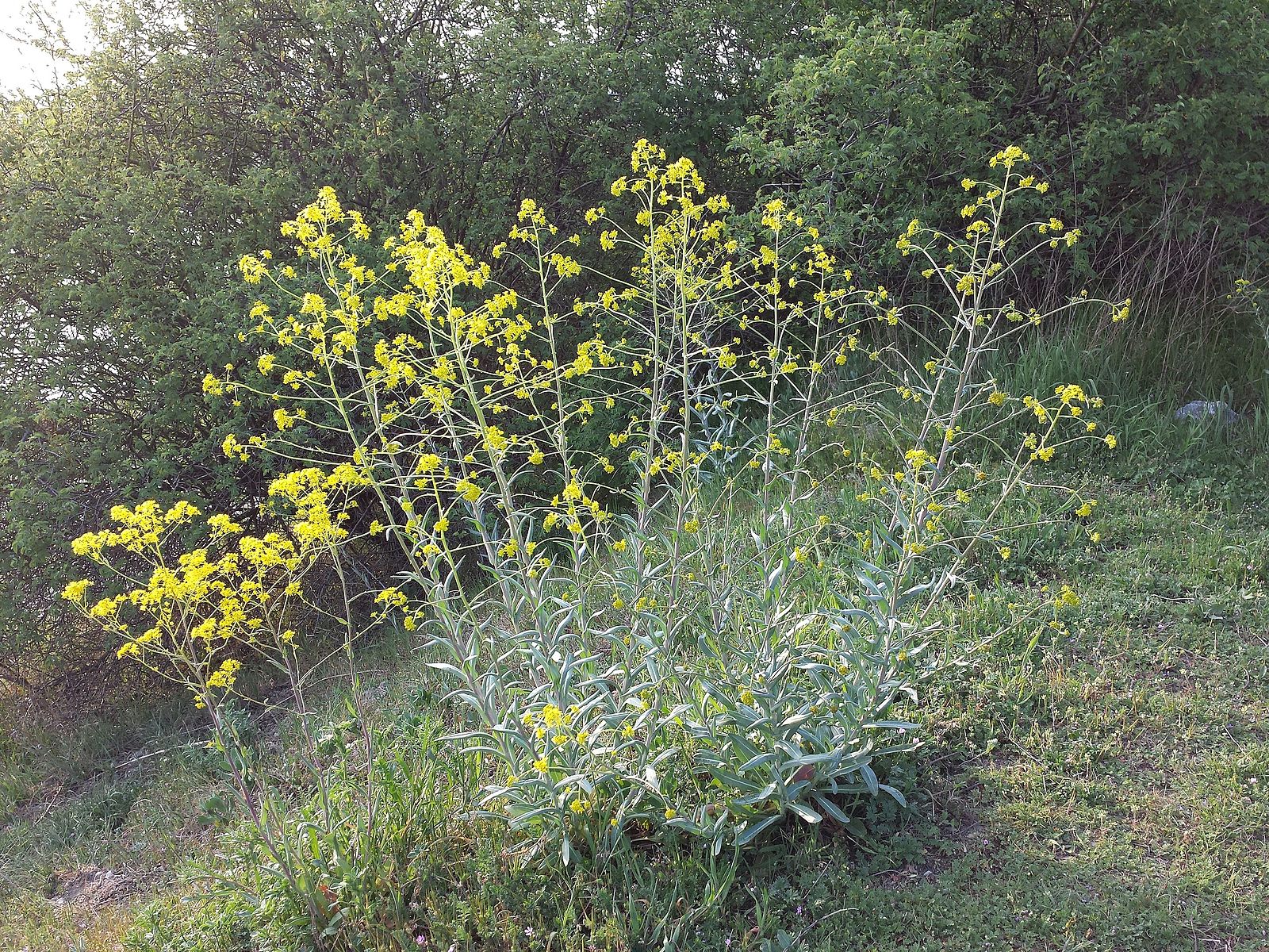 a weed with yellow flowers