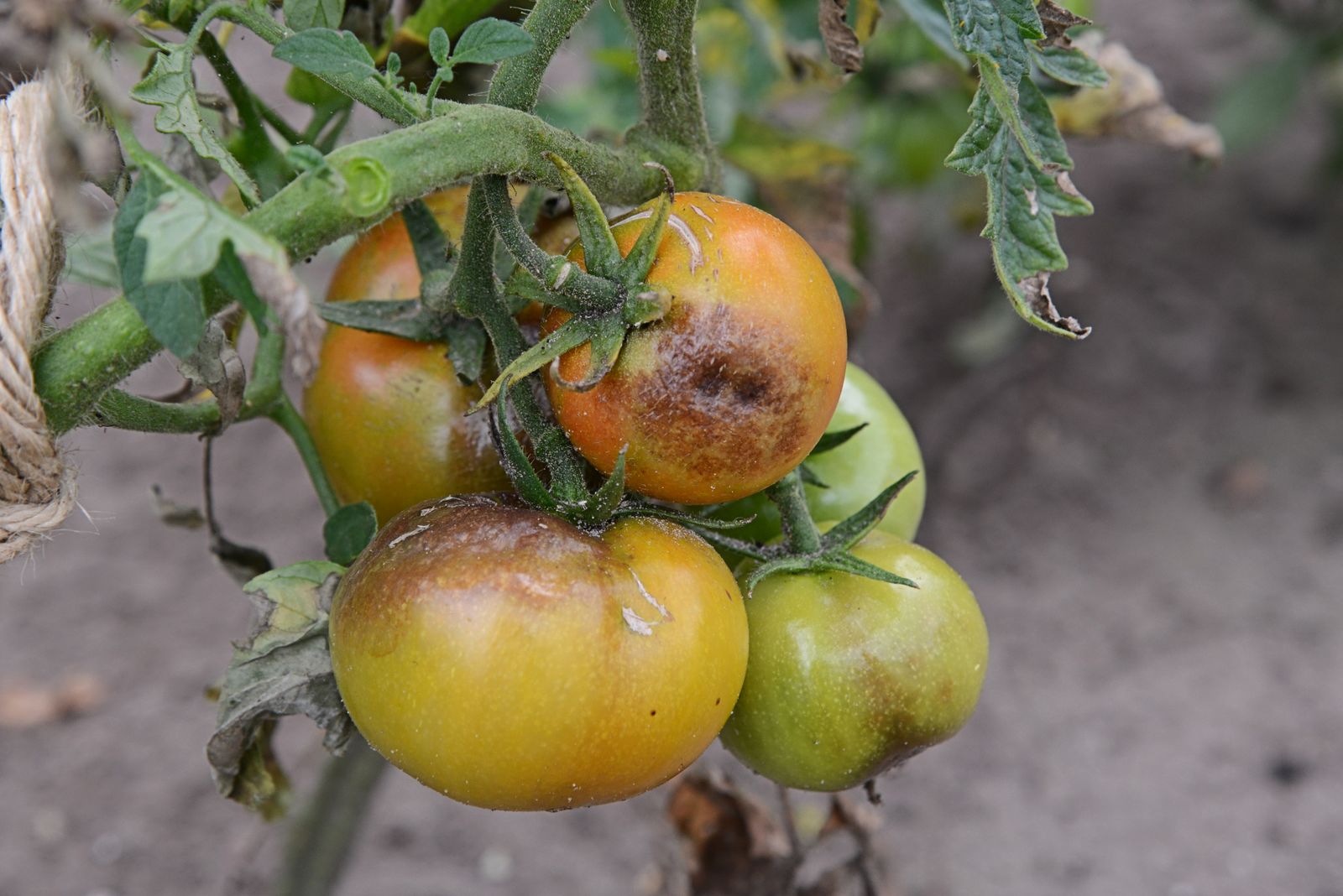 a cluster of tomatoes with brown blight beginning on them