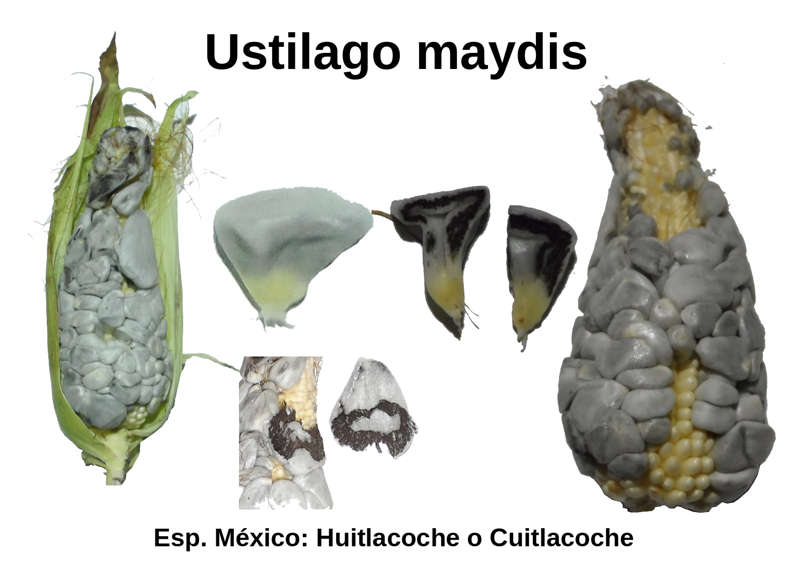 Sample of different aspects of a corn ear infected by the fungus Ustilago maydis, known in Mexico as Huitlacoche.