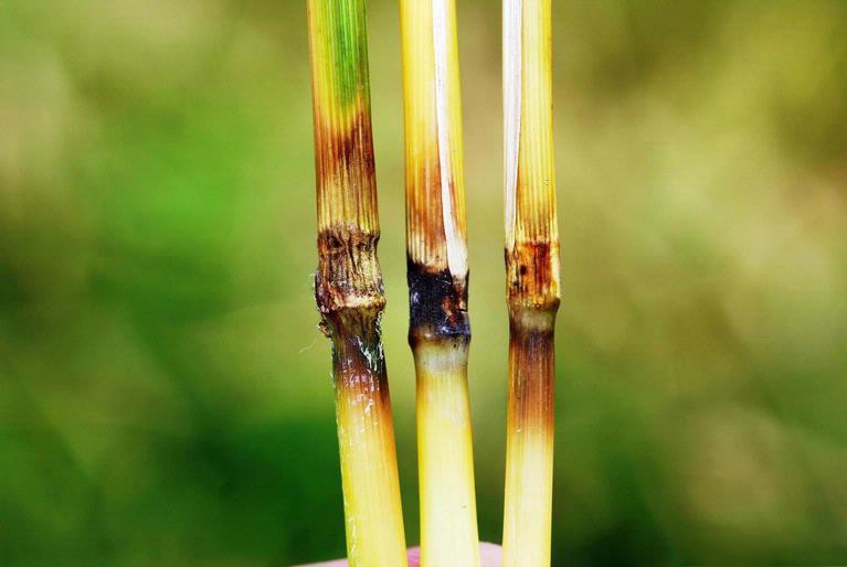 Photo of rice blast symptoms on rice stalks
