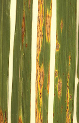 Close up of long rice leaves with yellow and brown blast disease beginning