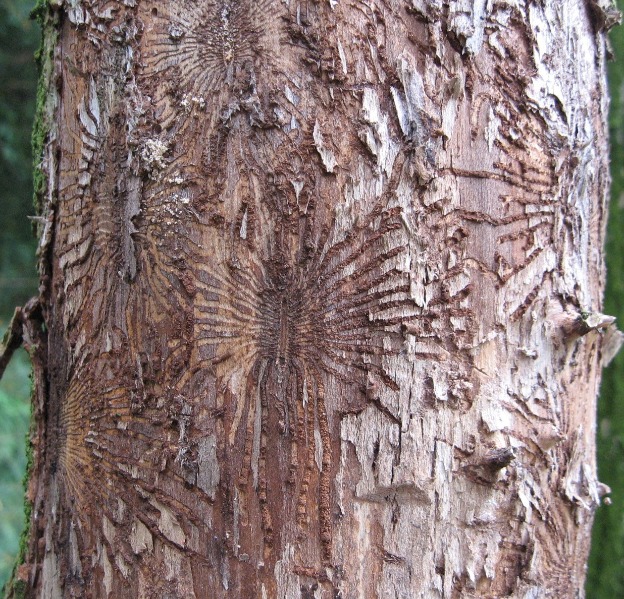 A Wych elm with starburst shapes eaten into its bark - the work of beetles.