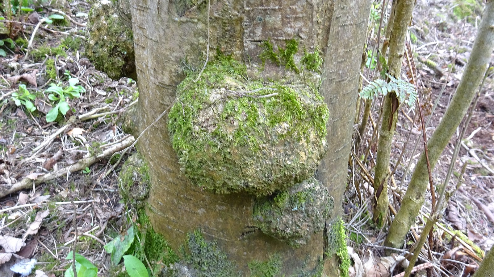 a spherical growth on the trunk of a tree
