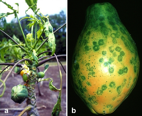 on the left the papaya plant, and on the right a close up of a papaya with green spots