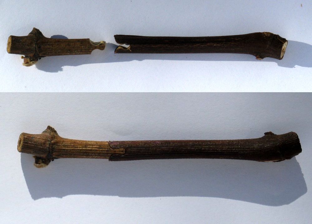 two images, the top showing two stems with a notch carved into one and a piece protruding in the other. The second photo shows the two parts fitting together.
