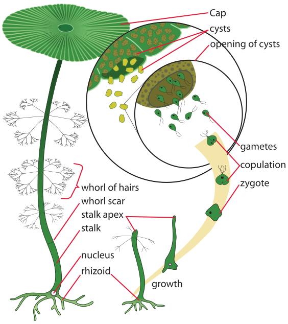Labeled drawing of the parts of acetabularia and stages of reproduction. Parts from top to bottom: cap, cysts, whorl of haris, whorl scar, stalk, nucleus, rhizoid. Reproduction & growth: rhizoid, growth, stalk apex, zygote, copulation, gametes, opening of cysts.