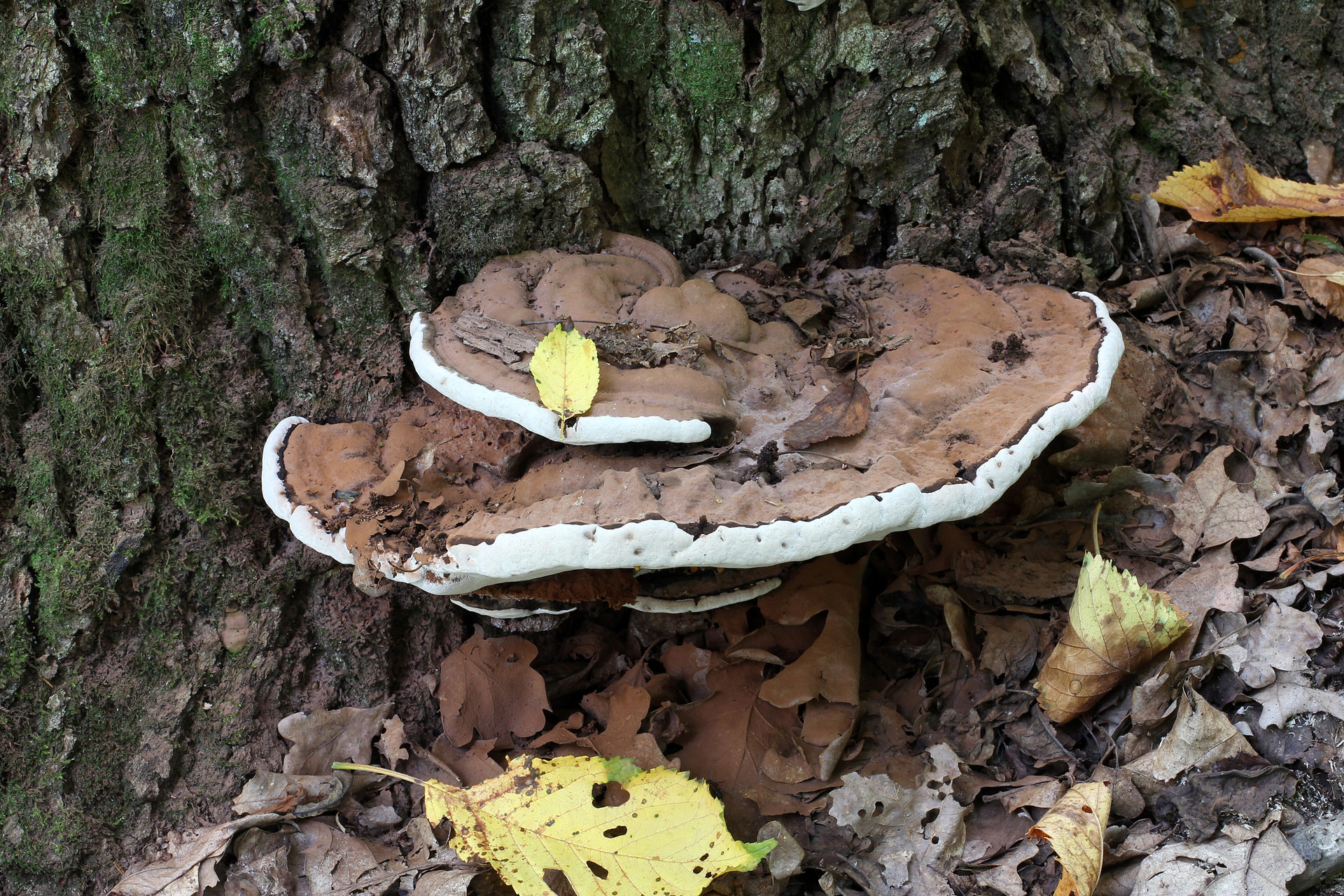 hongos grandes de medio círculo en la base del tronco de un árbol