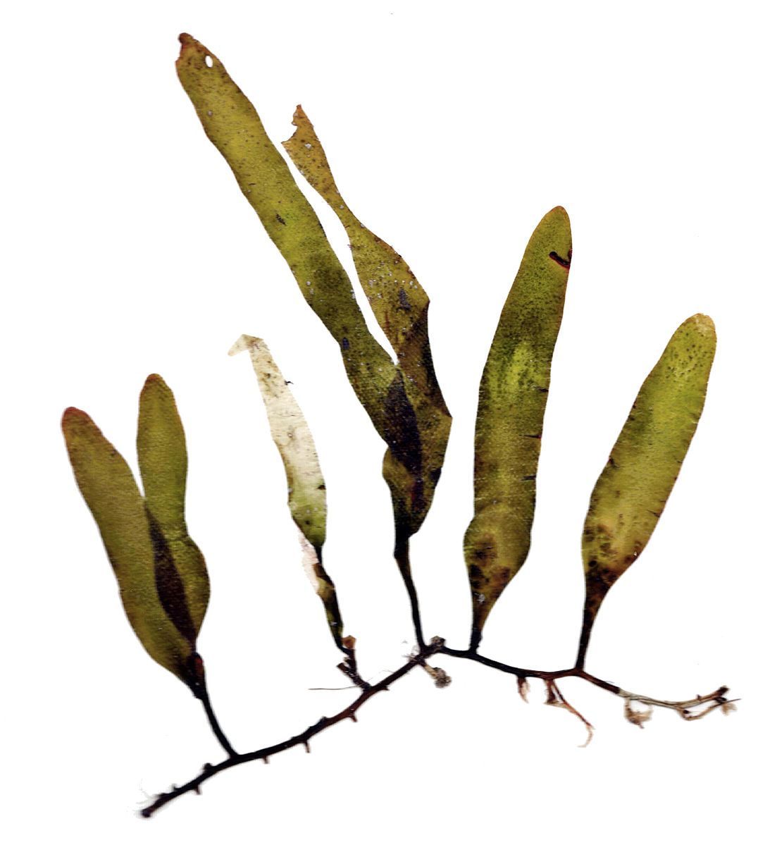 Five dark green blades (one which has a discolored white tip) of Caulerpa of varying sizes linked by one thin, dark brown stolon which are fixed to the sandy substrate by rhizoids