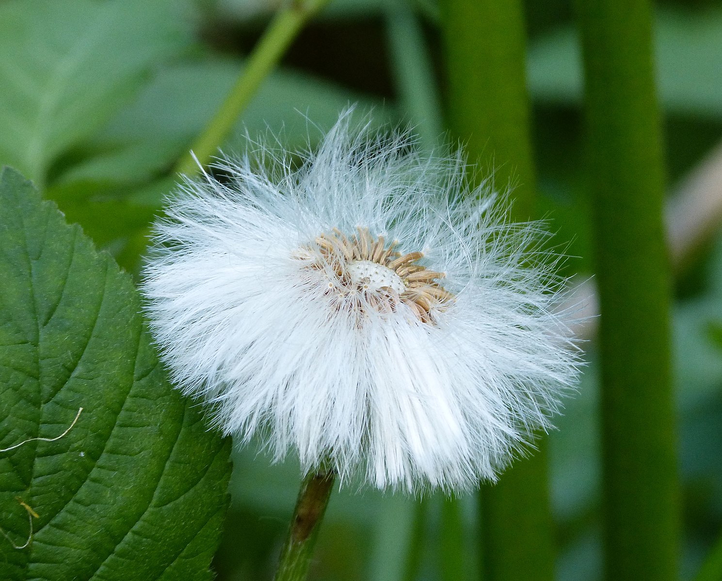 A closeup of one mature coltsfoot, the seeds have fluffy white edges that blow in the winds