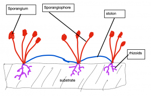 Diagramas de moldes de pan, que muestran rizoides, estolones y esporangióforos