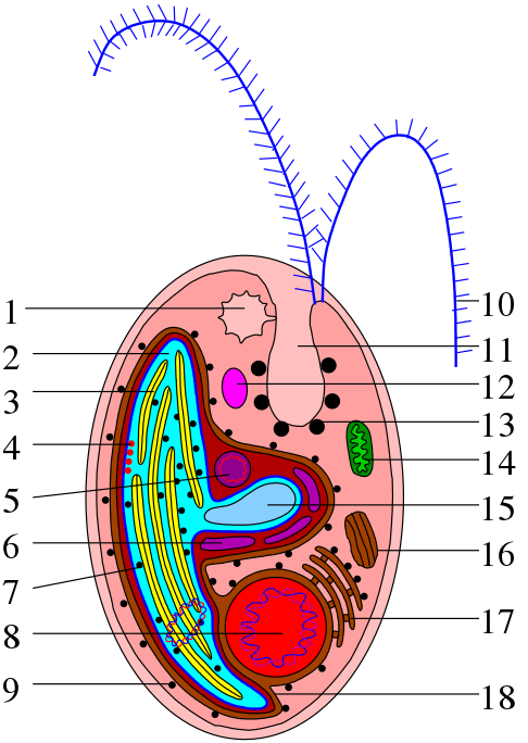 Un diagrama etiquetado de una celda cryptophyta, toda la celda es rosa, los orgánulos etiquetados son una variedad de colores