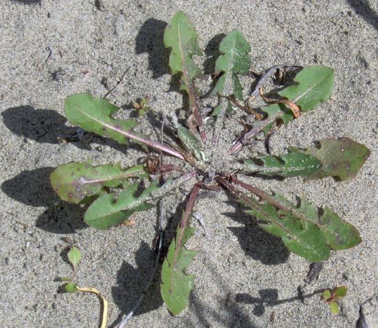 The leaves are basal, narrow lanceolate. Leaves have a few teeth along the edges. The leaves are pinnately lobed, and the large lobe at the end points backwards.