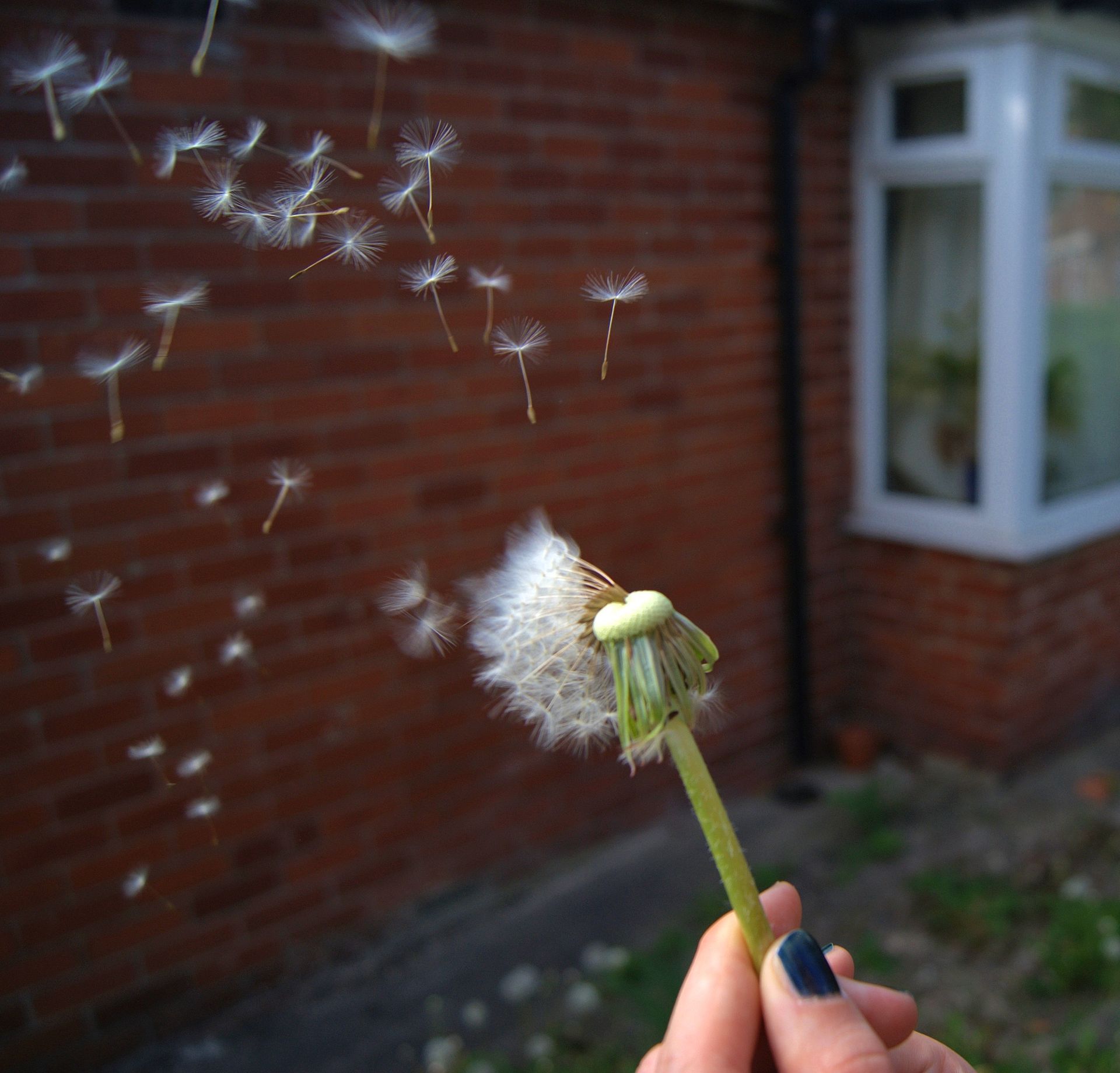 Dandelion seeds being dispersed by an air current