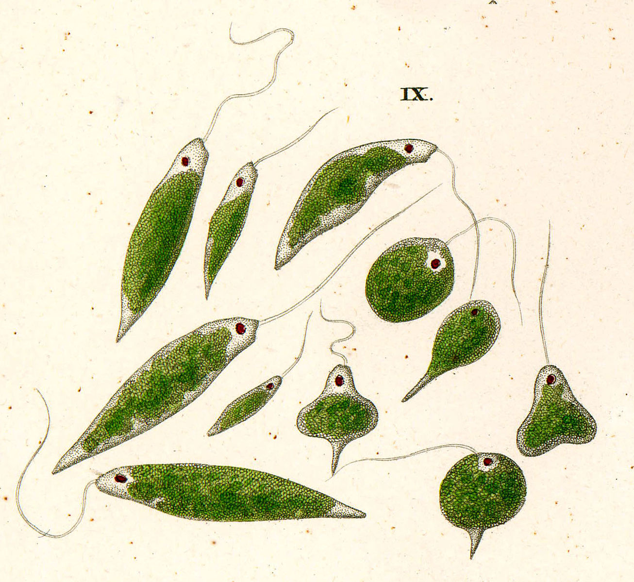 drawing of different shapes and sizes of euglenia unicellular organisms