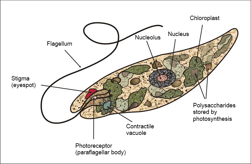 Diagram of a euglena showing the parts of the cell: Stigma (eyespot), flagellum, Photoreceptor (paraflagellar body), Nuleolus, Nucleus, Chloroplast, and Polysaccharides stored by photosynthesis.