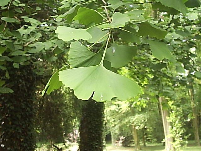 a ginkgo leaf